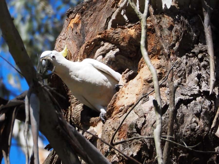 From Sydney: Australian Wildlife Safari with Lunch & Dinner - Night search with red spotlights: wombats, possums, and feathertail gliders
