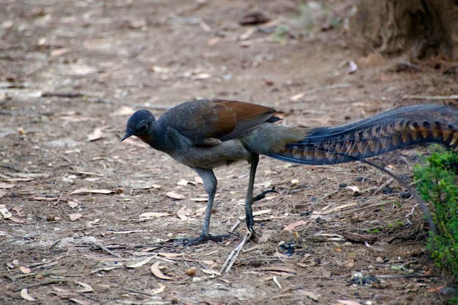 From Sydney: Australian Wildlife Safari with Lunch & Dinner - Binoculars and reference guides: why gear improves wildlife spotting
