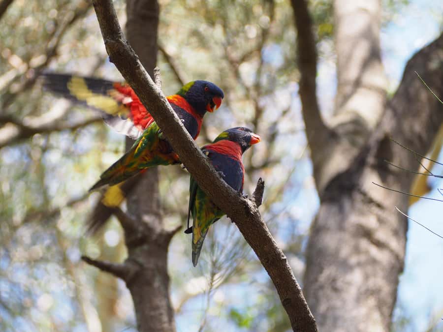 From Sydney: Australian Wildlife Safari with Lunch & Dinner - The tracking lesson starts immediately: reading signs before you chase sightings