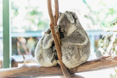 From Sydney: Blue Mountains Full-Day Trip - Featherdale Wildlife Park: hand-feeding kangaroos and meeting koalas close-up