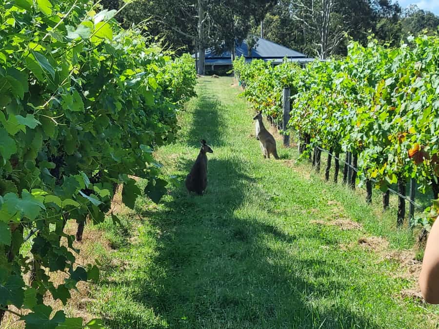 From Sydney: Hunter Valley Beer & Wine Group Tour - First winery or vineyard tour: learning the basics before you taste