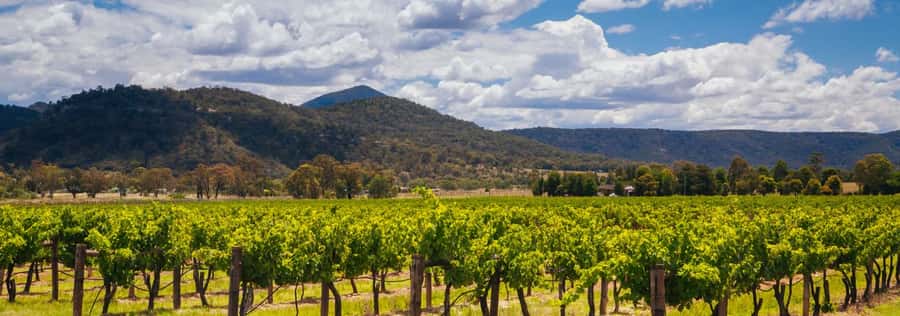 From Sydney: Luxury Hunter Valley Private Tour - Lunch at 4 Pines at The Farm plus three premium tastings
