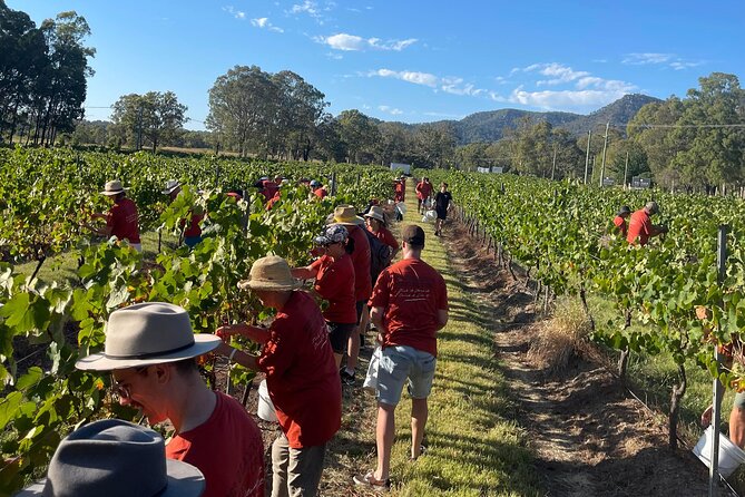 Full Day Private Wine Tour Exclusively Tailored To Suit You - Entering Hunter Valley on Your Terms (Not a Fixed Bus Tour)