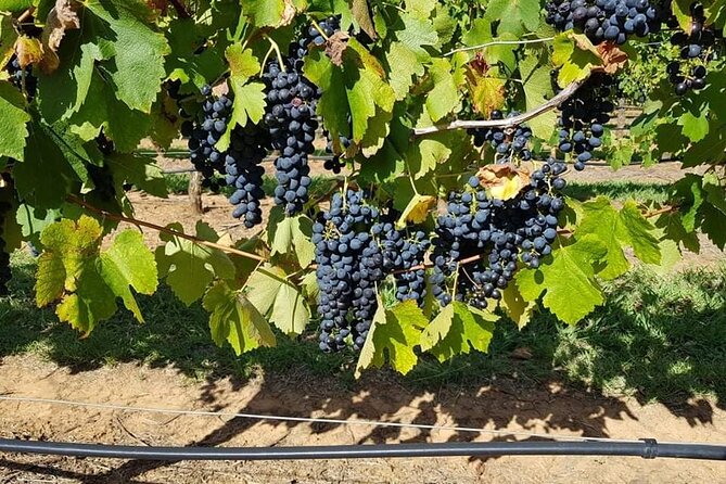 Full Day Private Wine Tour Exclusively Tailored To Suit You - Your Winery Route: Choose Venues from 200+ Options
