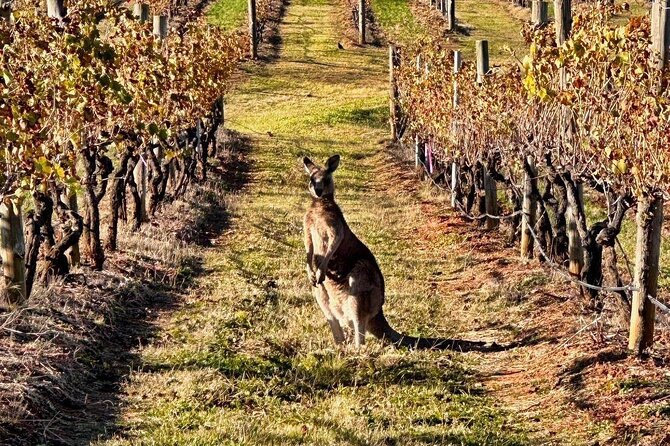 Full Day Private Wine Tour Exclusively Tailored To Suit You - Inside the Car: Comfort, Snacks, and Small Helpful Extras