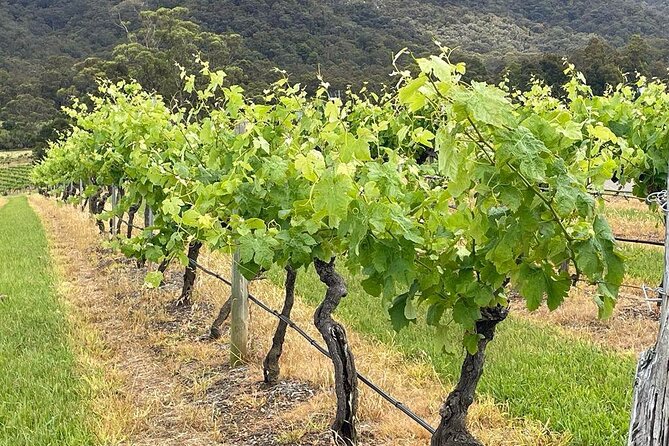 Full Day Private Wine Tour Exclusively Tailored To Suit You - Dog-Friendly Hunter Valley Day for You and Your Furry Friend