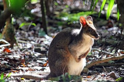 Fully Inclusive Blue Mountains Private Tour inc Scenic World & Featherdale Entry - Pickup and timing: why a 7:30 am start helps