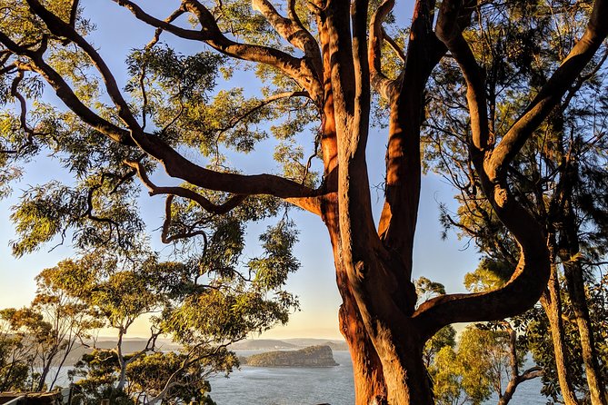 Golden Beaches and Ocean Vistas MANLY AND NORTHERN BEACHES PRIVATE TOUR - Shelly Beach: a marine reserve walk with surfers and sea life close to shore