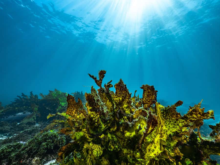 Guided Snorkel Tour at Australias most iconic beach - Beginner support that makes snorkeling feel doable