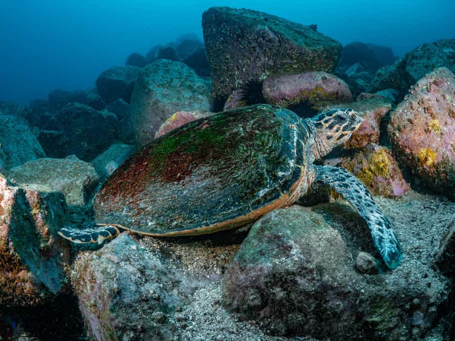 Guided Snorkel Tour at Australias most iconic beach - Should you book this Bondi snorkel tour?