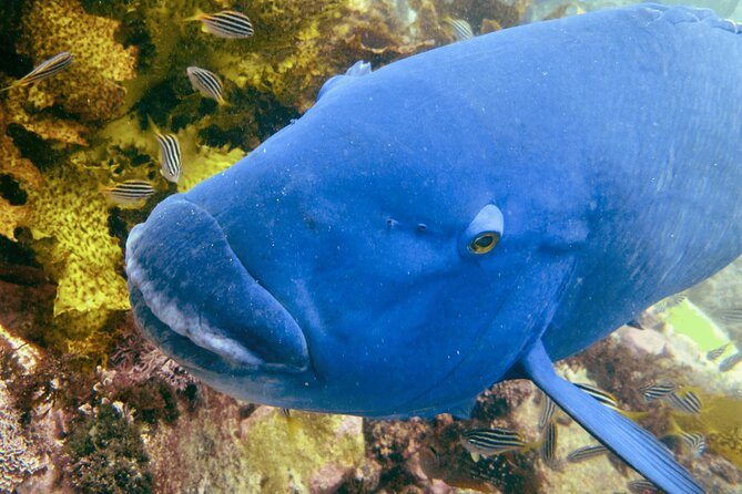 Guided Snorkeling Experience in Bondi - Choosing the snorkeling site: Gordons Bay, Clovelly Pool, Little Bay, Malabar Beach