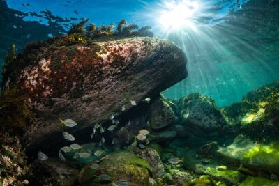 Guided Snorkeling Experience in Bondi - The one-hour snorkeling session: calm, guided, and practical