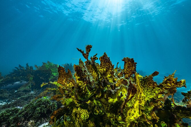 Guided Snorkeling Experience in Bondi - Price and value: is $77.46 a fair deal?