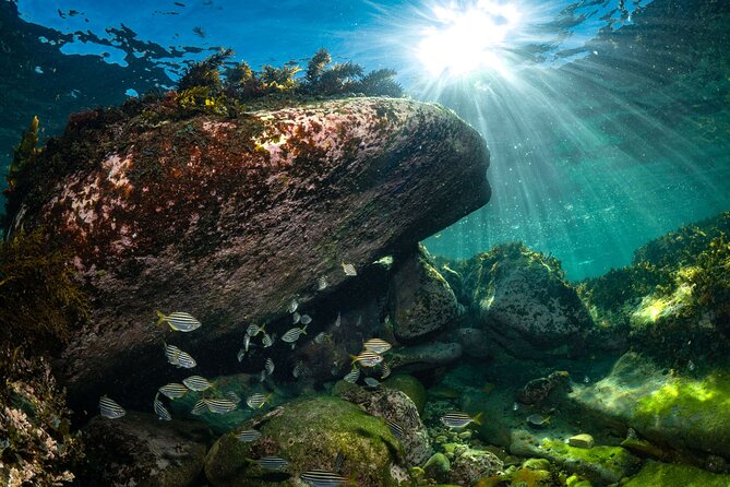 Guided Snorkeling Experience in Bondi - The one-hour snorkeling session: calm, guided, and practical