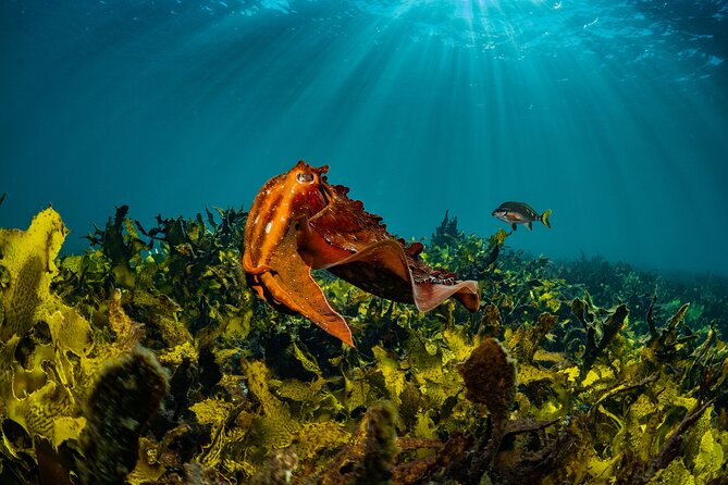 Half-Day Private Discover Dive at Australia's Iconic Beach - Your 4 hours in plain terms: what happens from start to finish