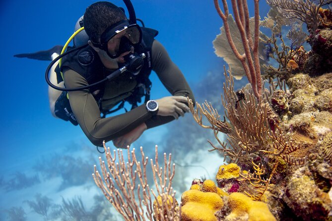 Half-Day Private Discover Dive at Australia's Iconic Beach - Instructor attention: the 2:1 ratio that changes everything