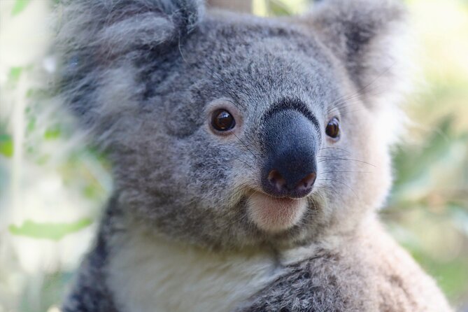Horse Riding, Koalas & Kangaroos - Wild Australia: Private Tour - A private day from 8:00am: how the route really feels