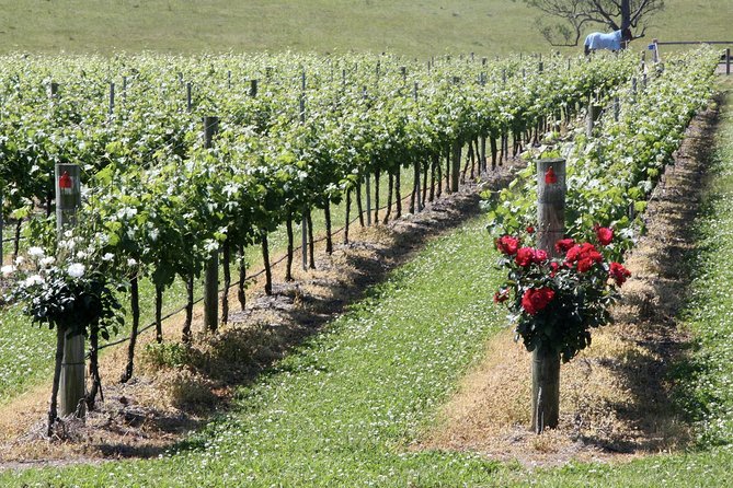 Hunter Valley Private Wine Tasting Tour from Sydney - Lunch in Hunter Valley: pay at the venue, then keep enjoying your wine