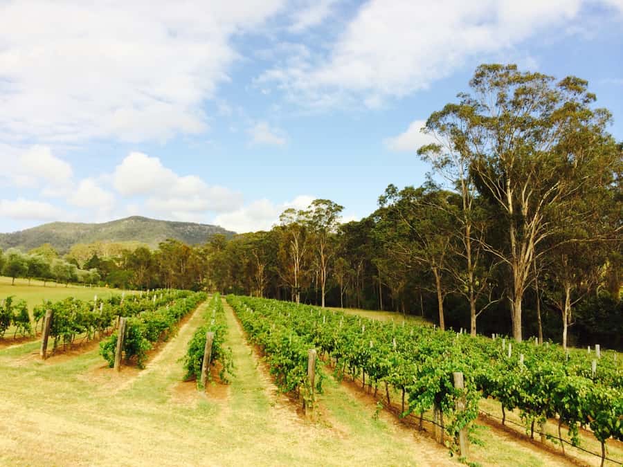 Hunter Valley: Tulloch Wines Mystery Wine & Cheese Tasting - Key things to know before you go