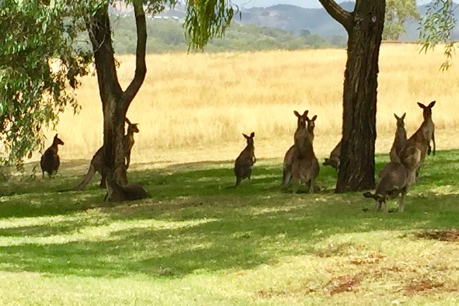 Hunter Valley Wine Tasting Private Tour From Sydney - Should You Book the Hunter Valley Wine Tasting Private Tour From Sydney?