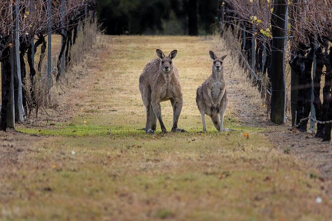 Hunter Valley Wine Tour from Sydney: 3 Wineries & Vineyard Picnic - Hunter Valley Chocolate Company: Quick, Worth It, and Gift-Friendly
