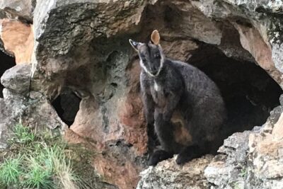 Inside the Greater Blue Mountains World Heritage - A Private Wildlife Safari Overnight - Day 1: Glenbrook to the Three Sisters, with wildlife moments on the way