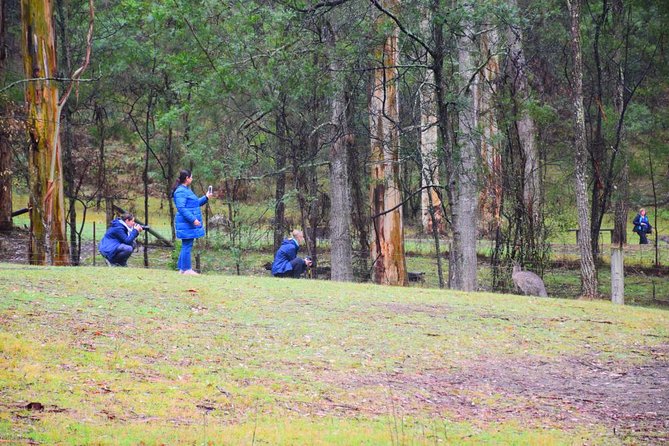 Inside the Greater Blue Mountains World Heritage - A Private Wildlife Safari Overnight - Day 2: Kanangra-Boyd wilderness access and the 2-hour plateau walk