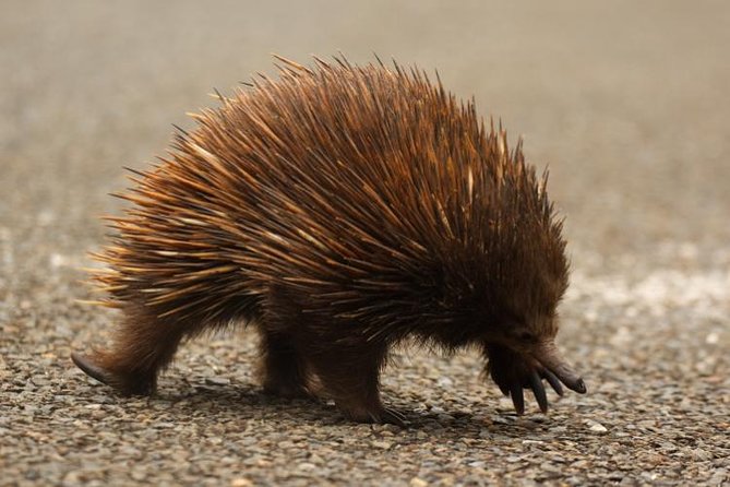 Inside the Greater Blue Mountains World Heritage - A Private Wildlife Safari Overnight - Wildlife reality check: how to get the most from your chances