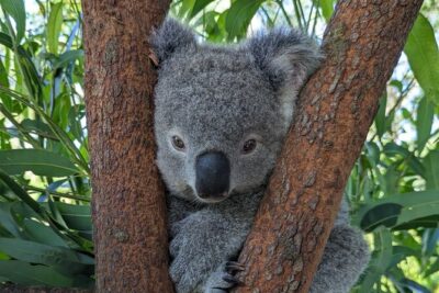 Koala & Kangaroos Experience, Waterfalls and Scenic Train Journey - Brisbane Water National Park Waterfalls: Pretty Walks with Real Footing
