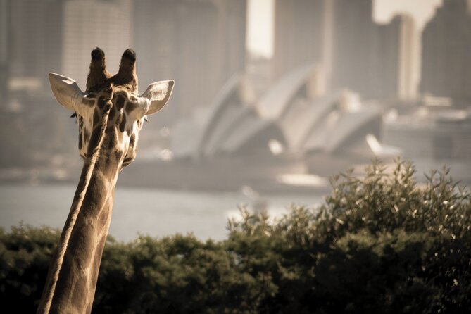 Luxury Sydney Tour - The chauffeur/guide effect: comfort plus real storytelling