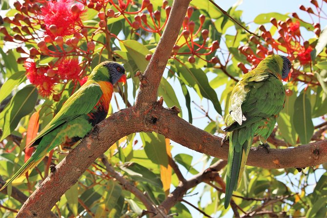 Manly and more private tour - North Head Sanctuary: Native Bush and Big Harbour Angles
