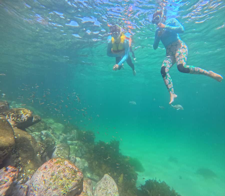Manly Beach Guided Snorkeling Tours - Wildlife you might spot near Manly: what to look for