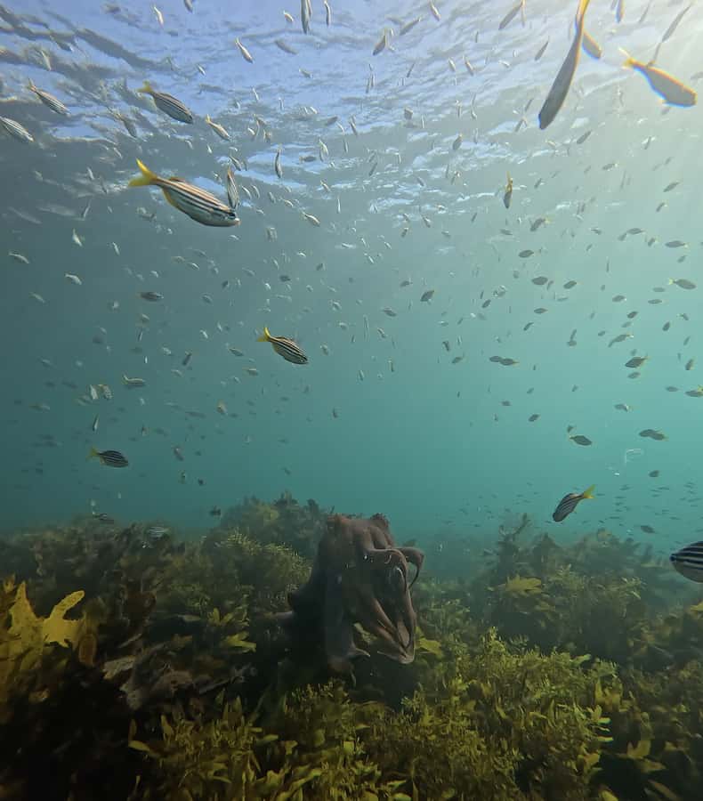 Manly Beach Guided Snorkeling Tours - Who this tour is best for (and who should skip)