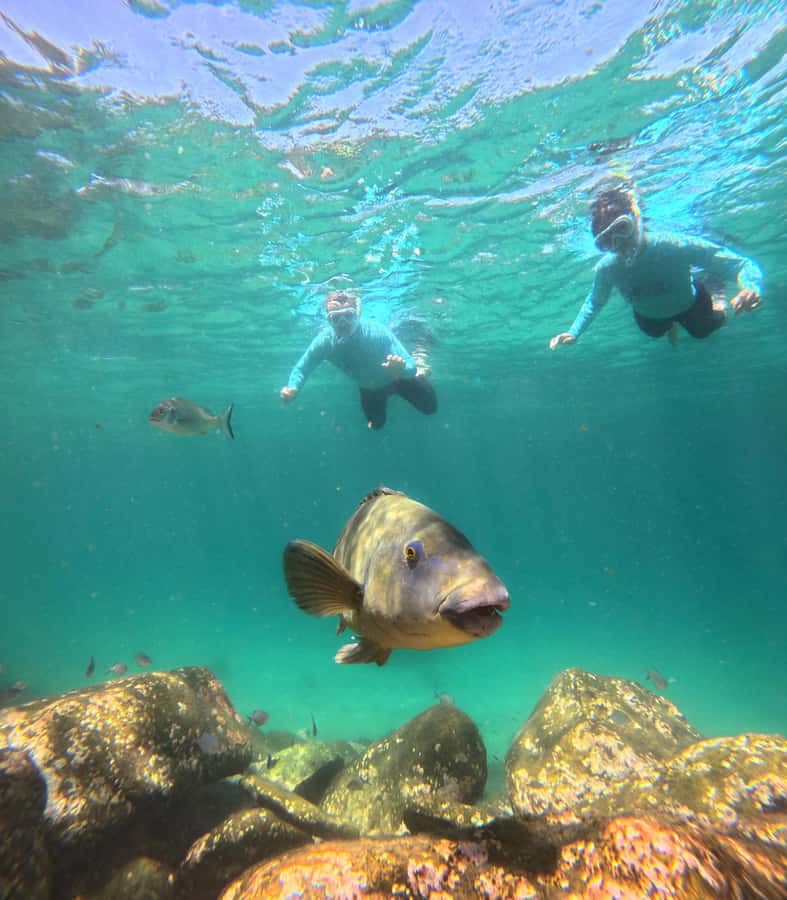 Manly Beach Guided Snorkeling Tours - Cabbage Tree Bay Aquatic Reserve: why this protected water matters