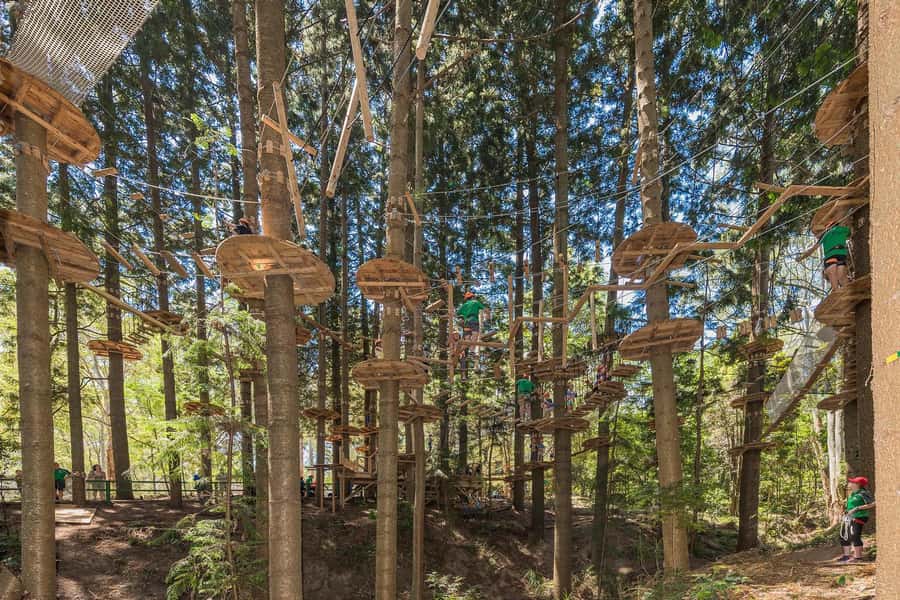 Pennant Hills: Tree Ropes Course Session - Pennant Hills in Cumberland State Forest: why this ropes park feels worth it