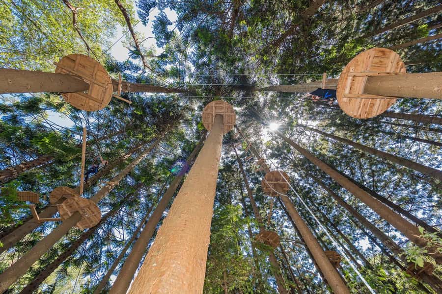 Pennant Hills: Tree Ropes Course Session - Safety briefing and instructor coaching: what to trust before you climb