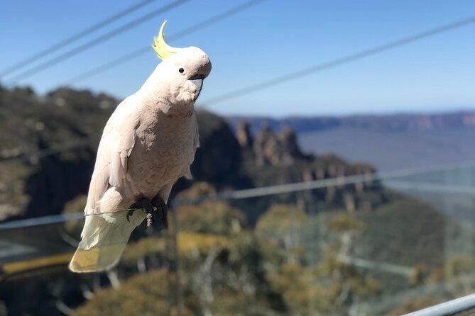 PJ Blue Mountains Supreme [Private Charter] - Why This Private Charter Feels Like a VIP Blue Mountains Day