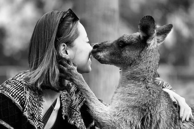 PJ Blue Mountains Supreme [Private Charter] - Featherdale Wildlife Park: Early Access, Feeding, and the Koala Moment