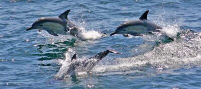 Port Stephens: Dolphin, Lunch, Koalas&Sandboarding -Mandarin - Nelson Bay dolphin watching cruise: the highlight that’s worth the early start