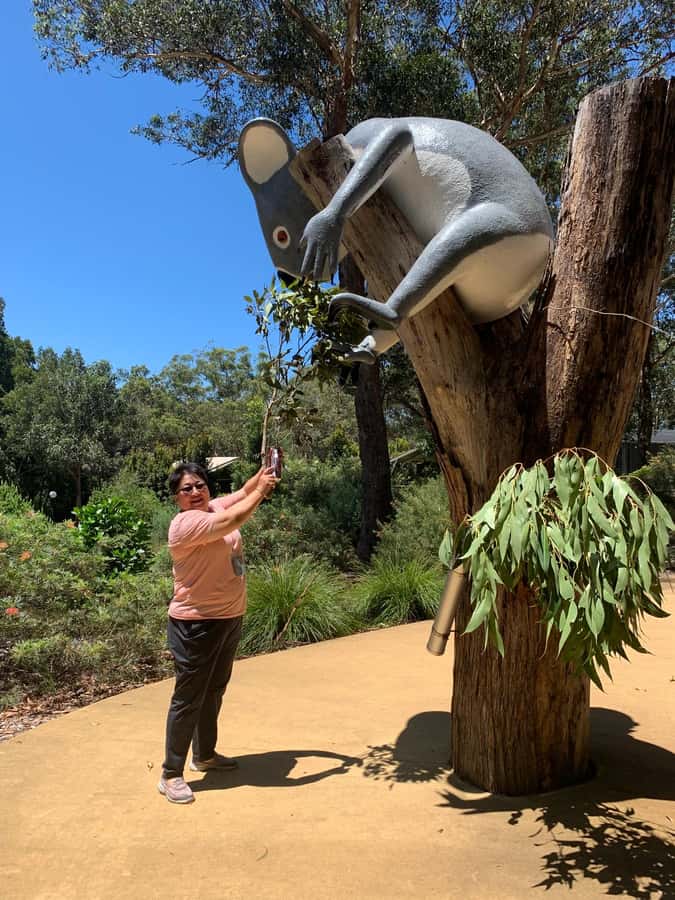 Port Stephens: Dolphin, Lunch, Koalas&Sandboarding -Mandarin - Stockton Dunes 4WD and sandboarding near Anna Bay: the action you came for