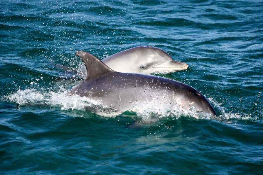 Port Stephens: Dolphin, Lunch, Koalas&Sandboarding -Mandarin - Final decision: should you book this Port Stephens Dolphin, Koalas & Sandboarding tour?