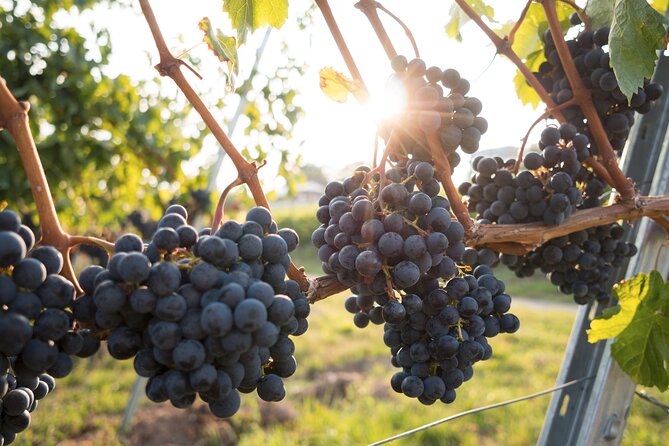 Premium Hunter Valley Wine Tour with Lunch from Sydney - The distillery stop: why gin and vodka are included