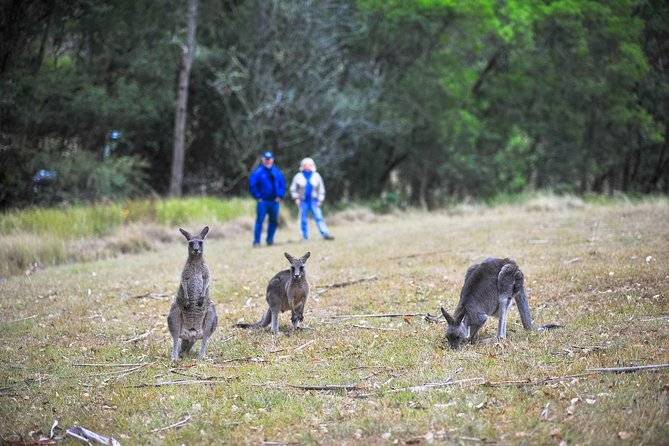 Private Blue Mountains and Winery Day-Trip from Sydney - The guides matter: Jeremy, Charlie, and Scott set the tone