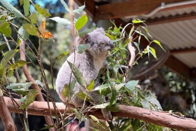 Private Blue Mountains Day Trip VIP from Sydney luxury Mercedes - Featherdale Wildlife Park: Australia’s Wildlife in One Easy Hour