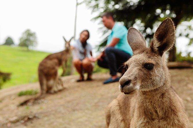 Private Blue Mountains High Country Day Trip from Sydney - Glenbrook in Blue Mountains National Park: morning tea with wild kangaroos