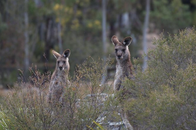 Private Blue Mountains Insider Tour from Sydney - Three Sisters, Cahill’s Lookout, and Pulpit Rock views
