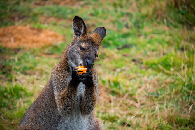 PRIVATE Blue Mountains Scenic World Australian Wildlife & Cruise - A private Blue Mountains day with a plan that’s actually flexible