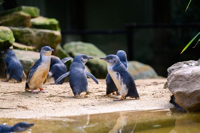 PRIVATE Blue Mountains Scenic World Australian Wildlife & Cruise - Katoomba Falls and the walking break that keeps the day from feeling like a checklist