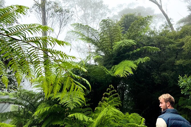 Private Blue Mountains Tour | Waterfalls, Koalas & Views - Lincoln’s Rock: a short stroll that sets the tone