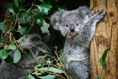 Private Blue Mountains Tour | Waterfalls, Koalas & Views - Featherdale Wildlife Park: koalas and hand-feeding (optional, extra cost)